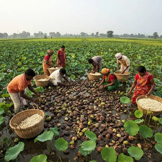 Makhana / Fox Nut — photograph 4
