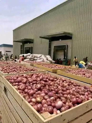 Dry Onion — photograph 3