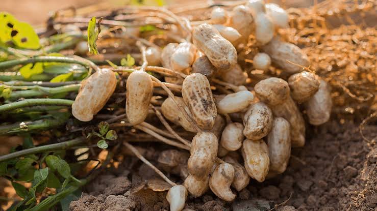Peanut / Groundnut — photograph 4