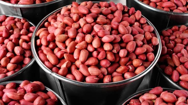 Peanut / Groundnut — photograph 3