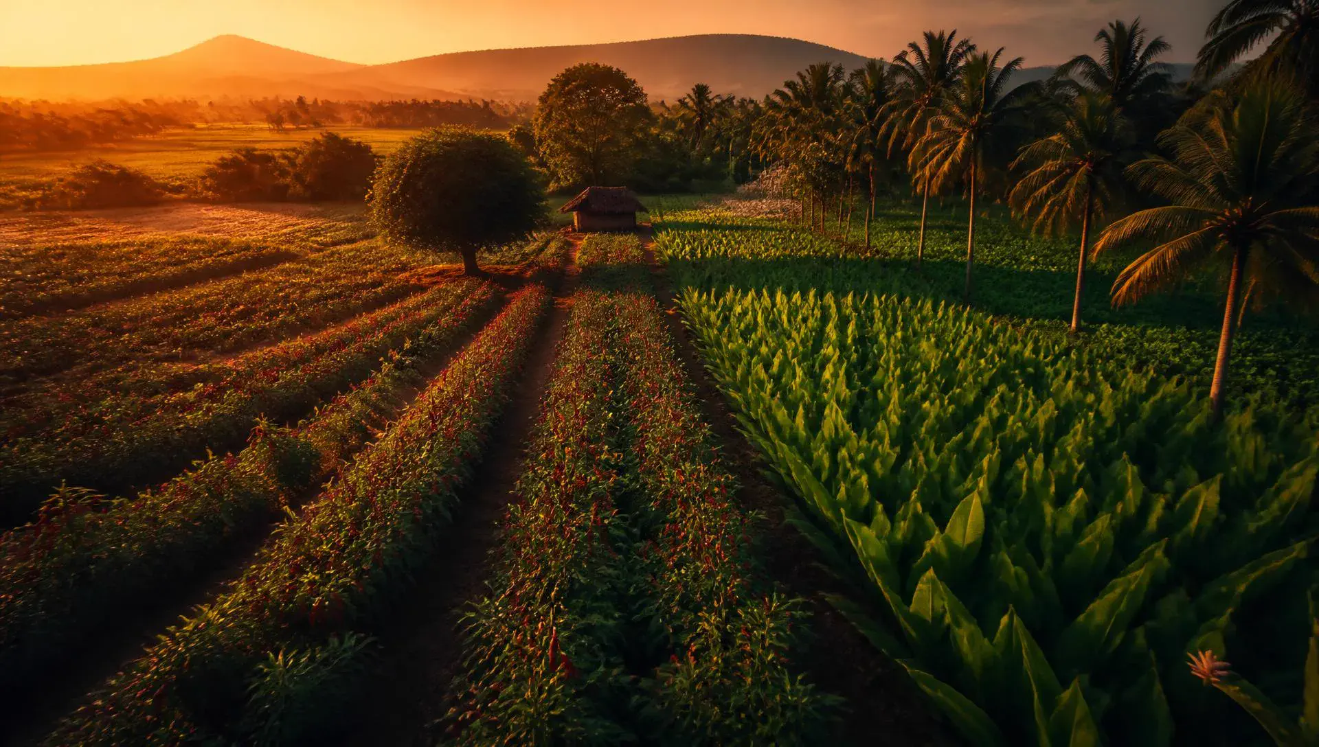 Indian chilli and turmeric fields at golden hour
